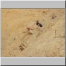 Andrena cineraria - Sandbiene w03.jpg